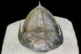 Zlichovaspis Trilobite - Atchana, Morocco #72702-4